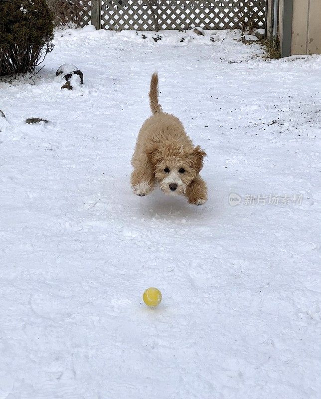 拉布拉多狗狗追逐球