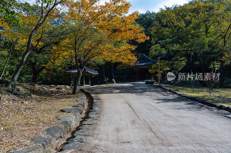 松光沙寺入口处秋叶飘落