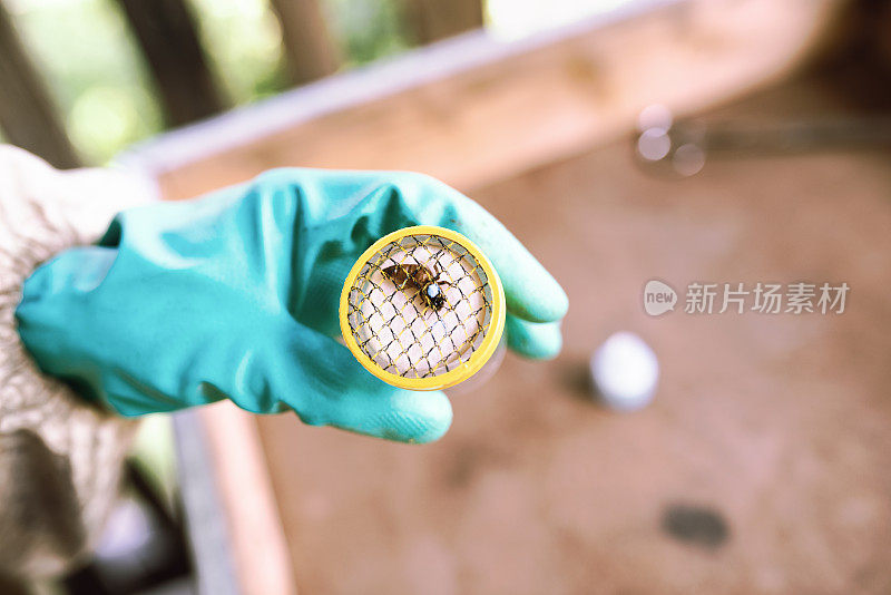 养蜂人:一个养蜂人手里拿着一个特殊的笼子，以便在里面标记蜂王