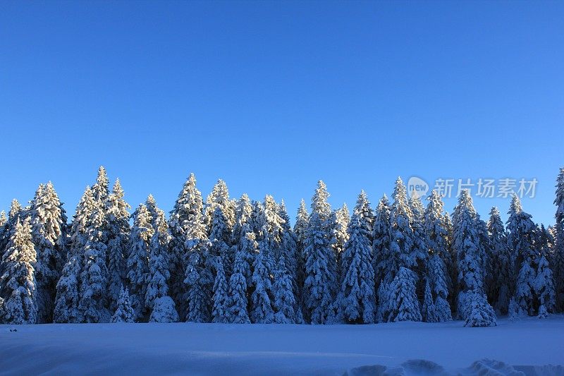 博鲁雪松K?ro?lu山