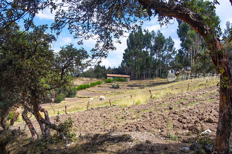 秘鲁库斯科附近的乡村场景，美洲驼和羊驼在吃草