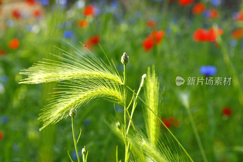 初夏五彩缤纷的草地