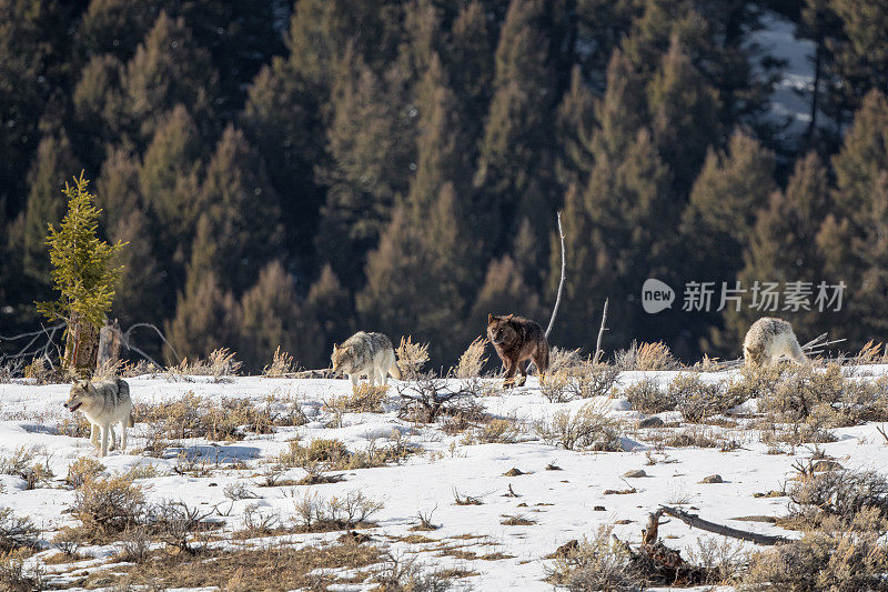 灰狼们穿过黄石国家公园的积雪爬过山顶