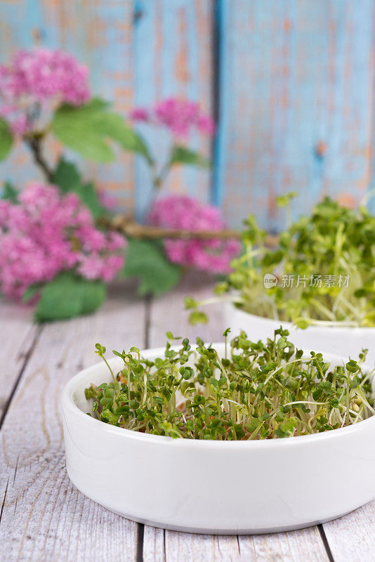 豆芽、健康营养苗——萝卜、水芹