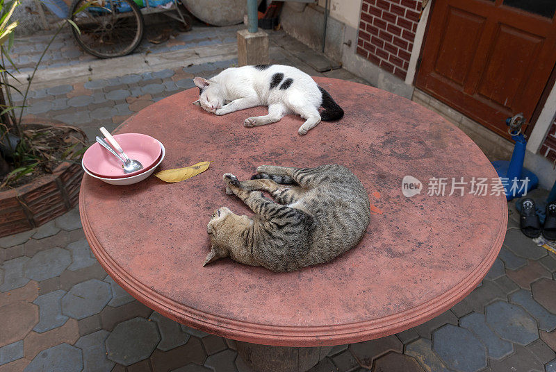 两只猫躺在红色的餐桌上睡觉