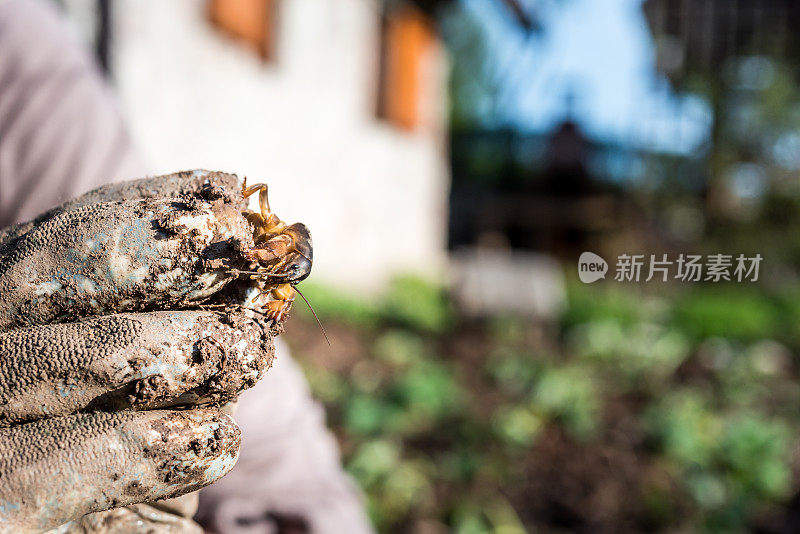 一个女人在春天的菜园里牵着鼹鼠蟋蟀