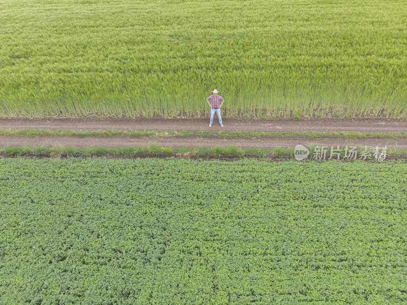 一个成年的农民在他绿色的农场里在春天的时候耕种田野。鸟瞰图。