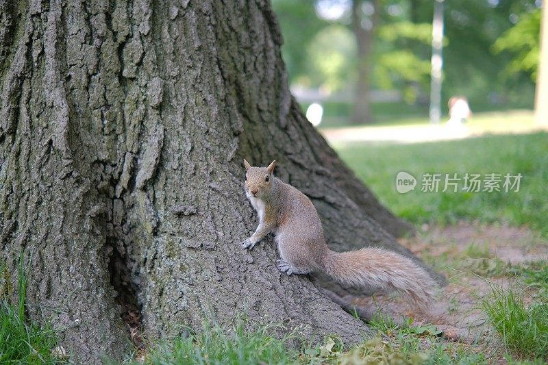 特写照片美丽的棕色松鼠吃坚果在树上
