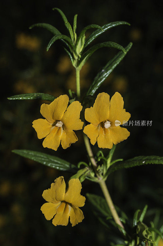 金凤花，金凤花;粘猴花或橙灌木猴花生长在加利福尼亚州索诺马县莫迪尼玛雅卡马斯保护区。Phrymaceae。