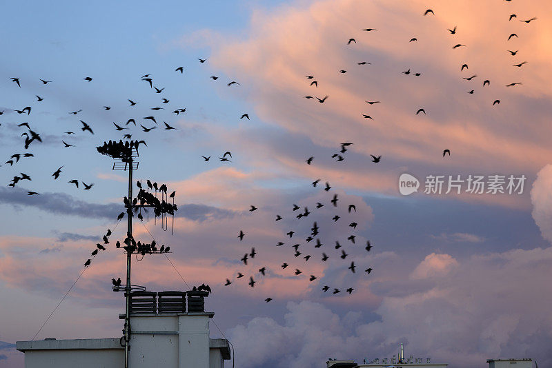 椋鸟和傍晚乌云