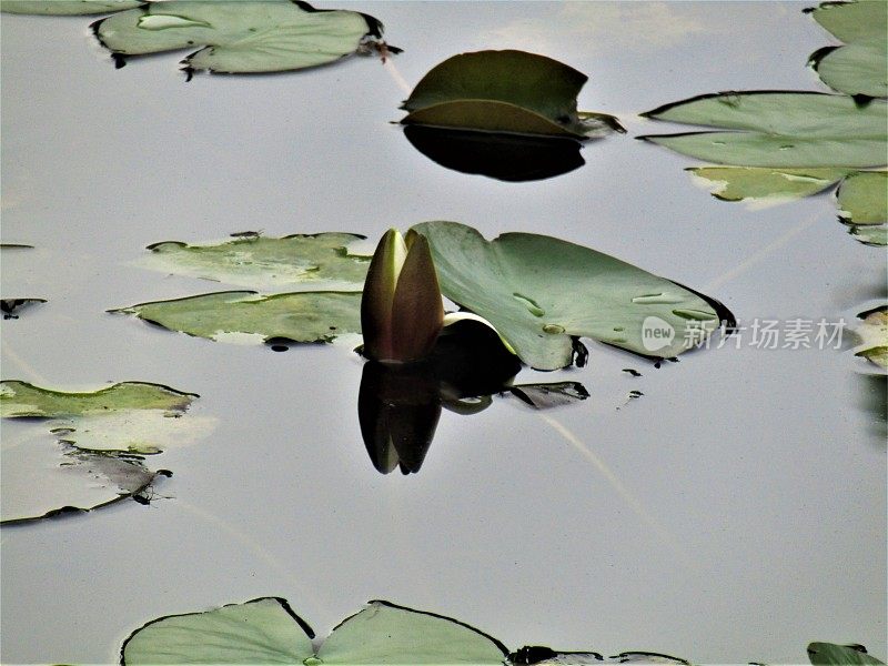 池塘里有睡莲。在莫奈系列。
