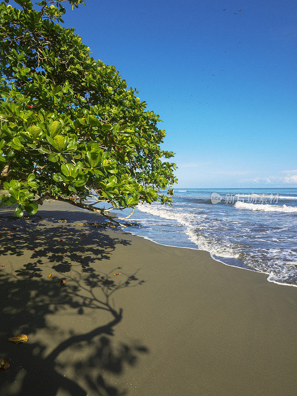 哥斯达黎加卡惠塔海滩上的热带树