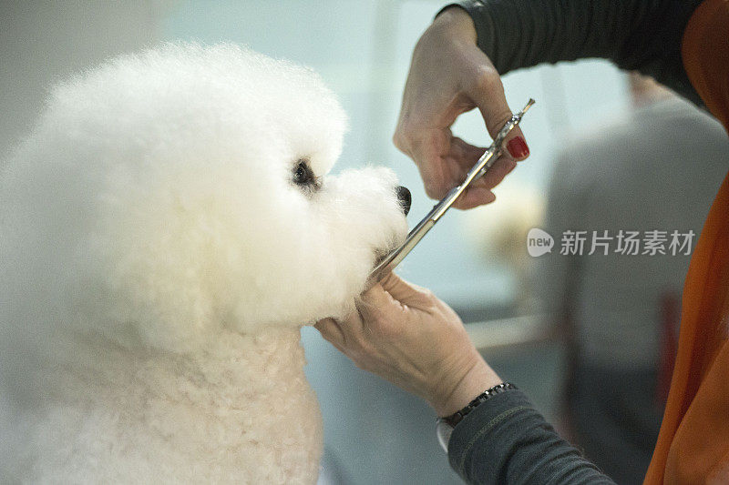 小白犬品种卷毛比雄在美容沙龙理发。宠物护理