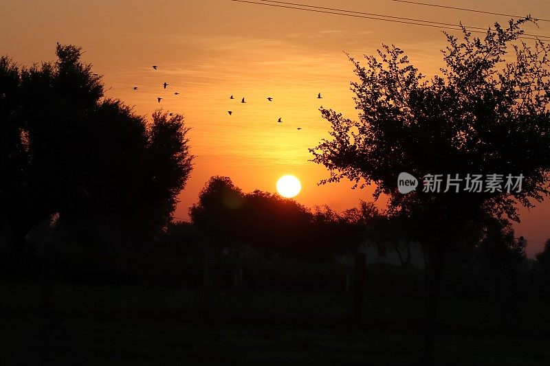 日出的照片，明亮的半日进入天空的拖把和野生剪影树和剪影的鸟群在天空飞翔在清晨
