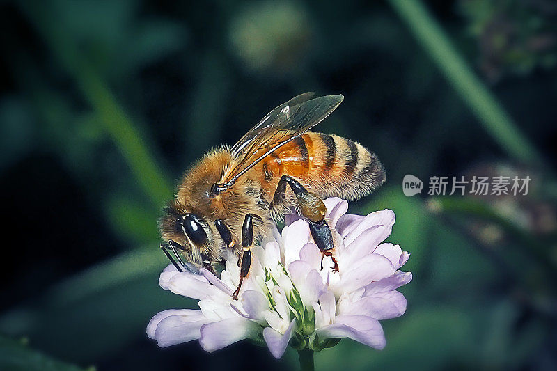 西方蜜蜂昆虫