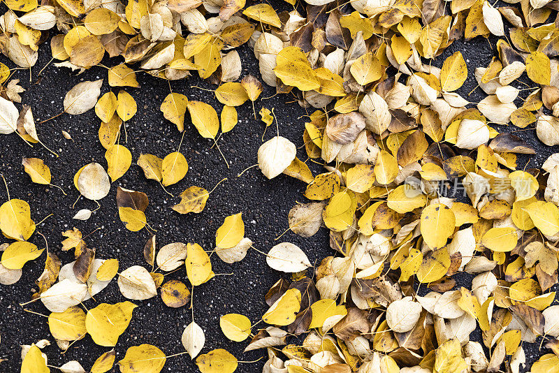 秋天的小路，地上有黄叶