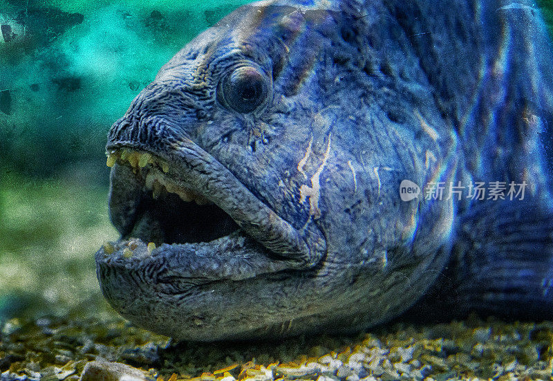 挪威大型水族馆里的鱼类:狼鱼