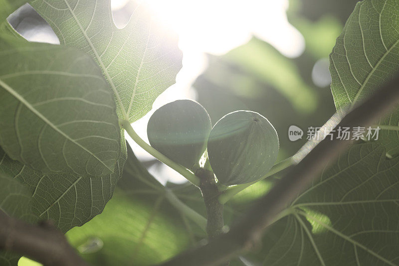 无花果树枝