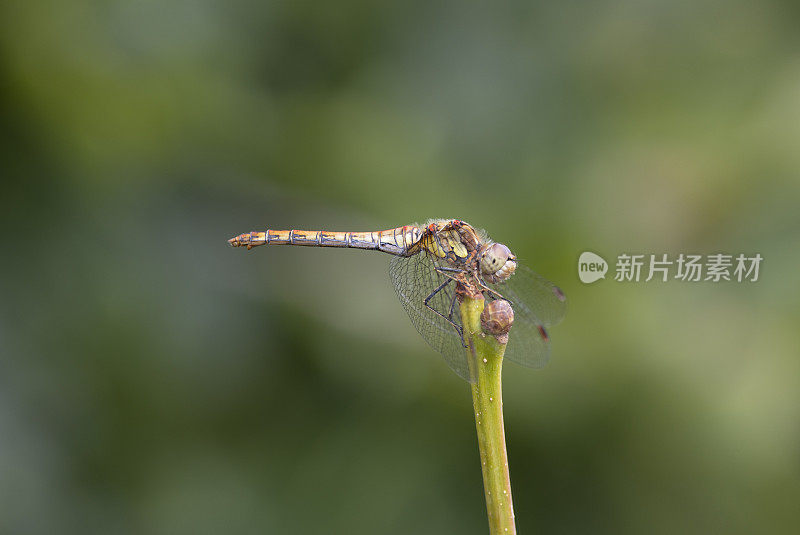 普通飞镖蜻蜓