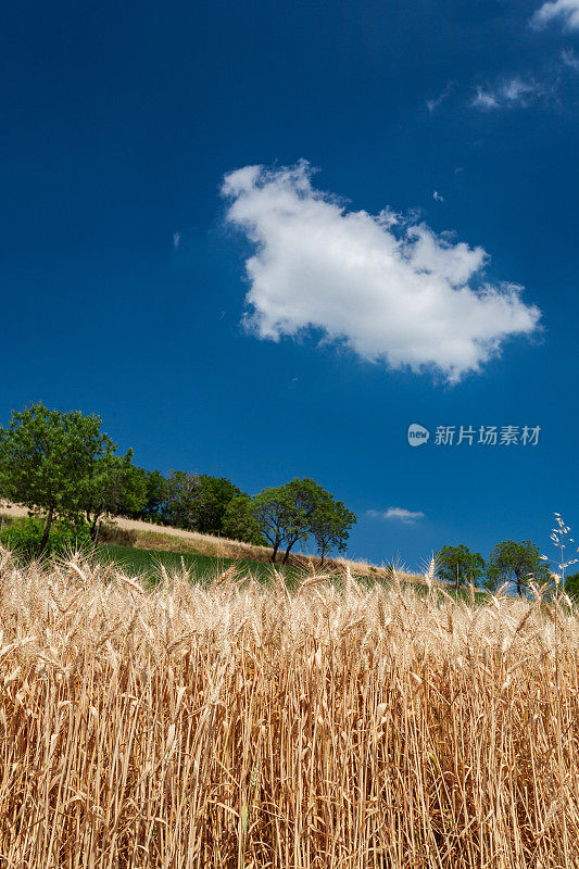 蓝天和麦田:夏天来了