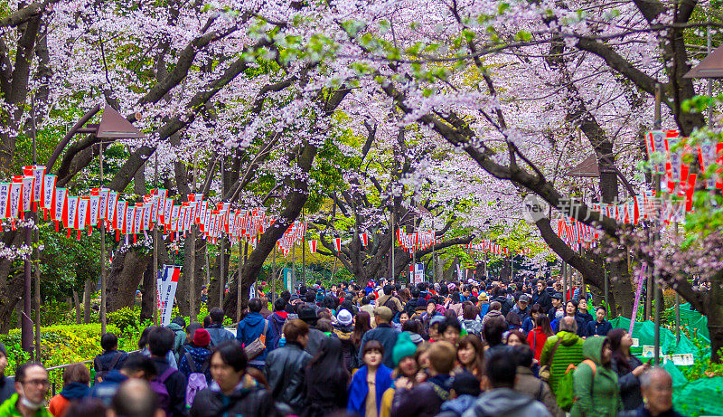 日本东京，人们挤在樱花树下