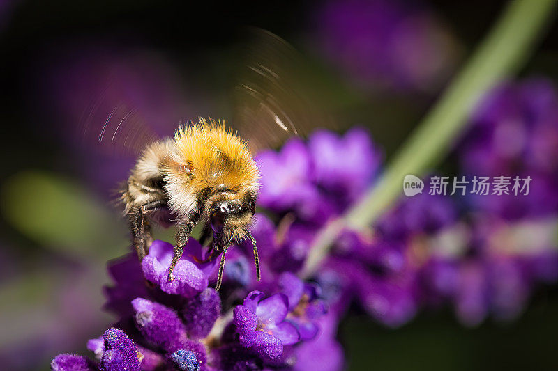 大黄蜂在薰衣草上飞行，大黄蜂在飞行，薰衣草