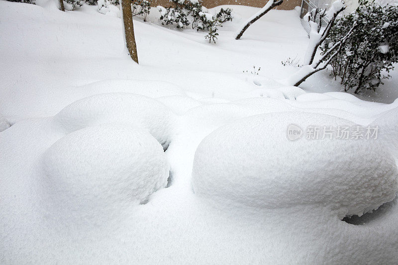 光滑的雪表面与小凸起的树