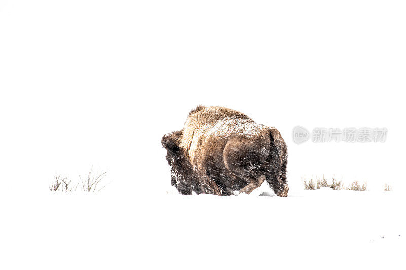 野牛或水牛在暴风雪中挣扎