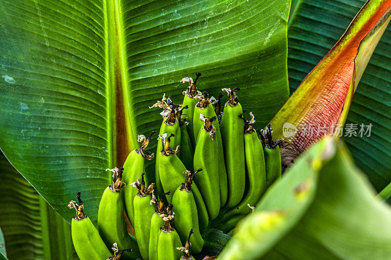 香蕉，也被称为大蕉