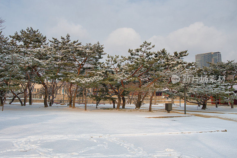 白雪覆盖的松树