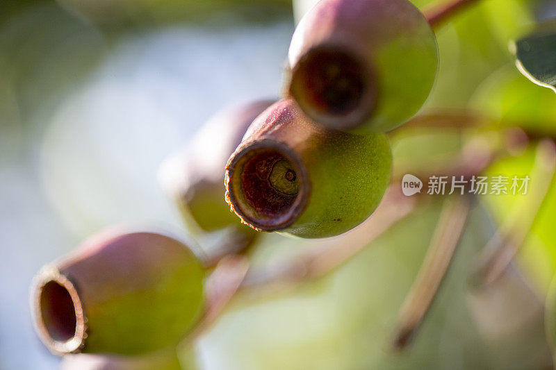 特写澳大利亚Gumnuts，美丽的自然背景与复制空间