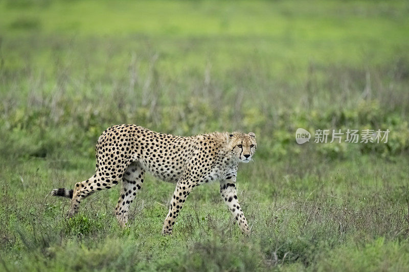 非洲大草原上的猎豹