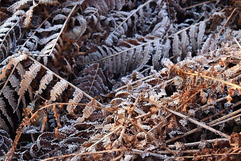 枯萎的蕨类植物叶子边缘点缀着白霜冰。