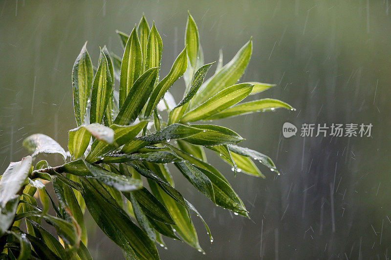 雨，雨，走开