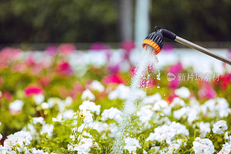 给温室里的植物浇水