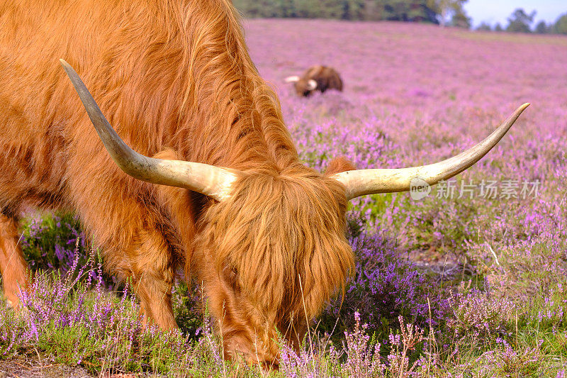夏天，苏格兰高地的牛群在盛开的石南花田里