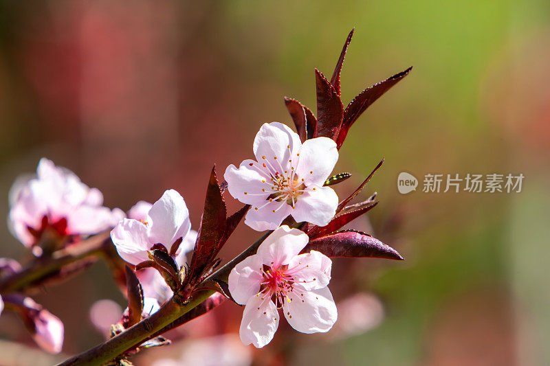 春天的樱花