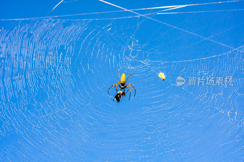 一只十字蜘蛛抓住了一只黄蜂，蜘蛛网，蜘蛛