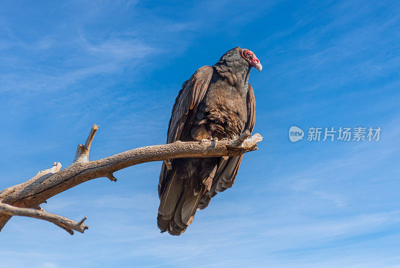 栖息在枯树上的土耳其秃鹫