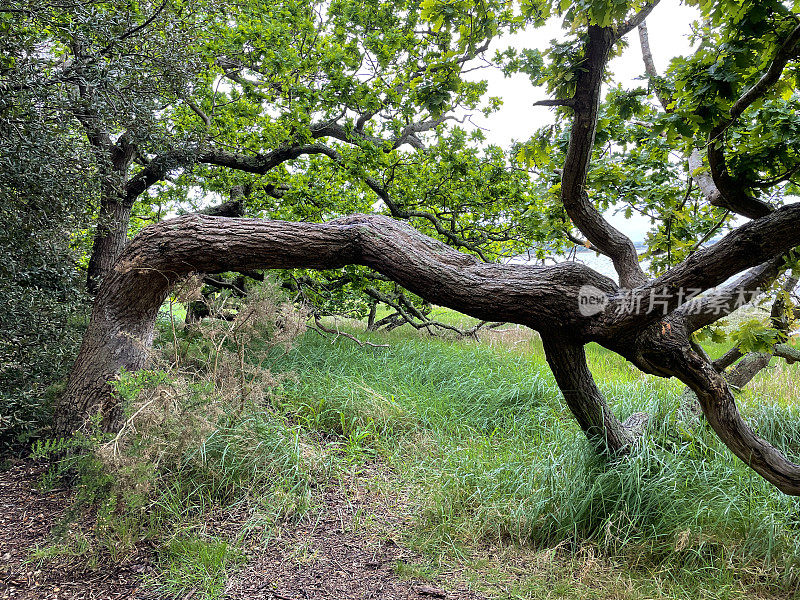 图片的英国橡树(栎)树干林地地板，风暴破坏，重点在前景