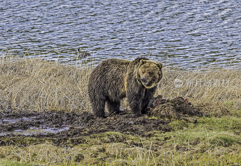 在怀俄明州黄石国家公园发现的灰熊。