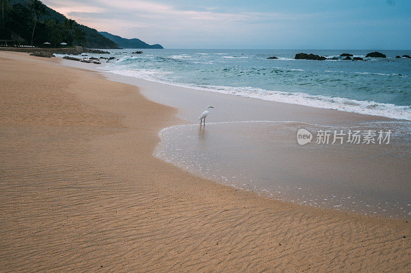 一只白鹭站在沙滩上