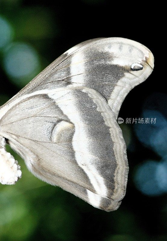 闭合的蝴蝶翅膀。