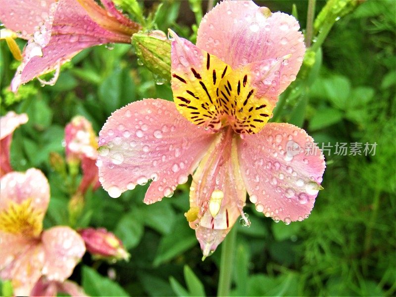 雨后百合花。