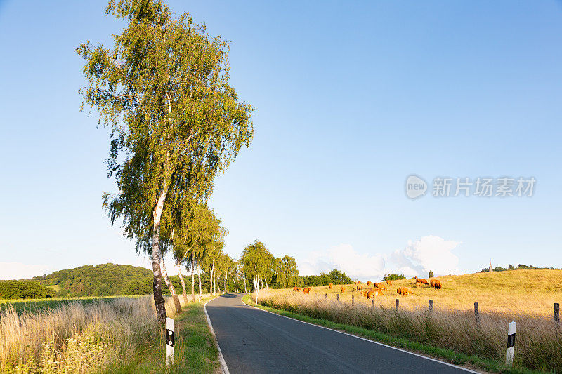 德国乡村的一条乡间小路，两旁种满了桦树