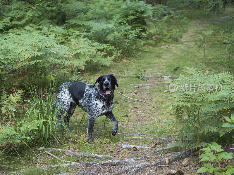 快乐的黑灰色猎犬杂交拉布拉多走在夏季森林小径郁郁葱葱的绿色蕨类，苔藓和树木。有选择性的重点