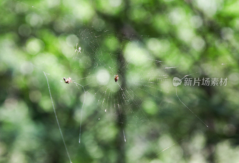 阳光充足的森林里的蜘蛛网