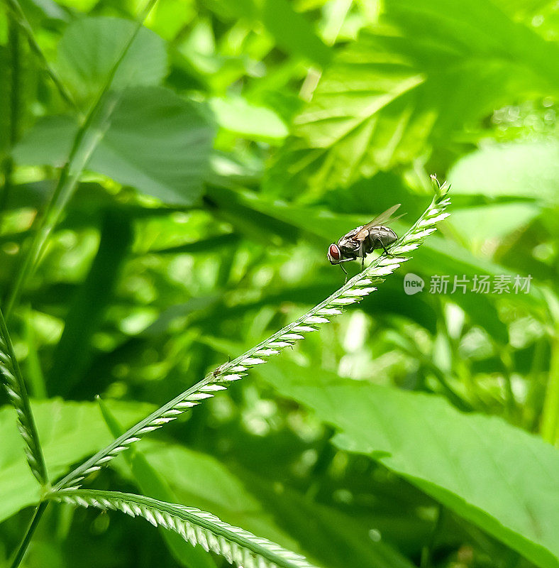 家蝇坐在草枝上，近照，家蝇。绿色的自然背景。