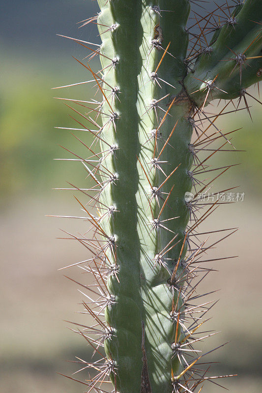 mandacaru仙人掌植物