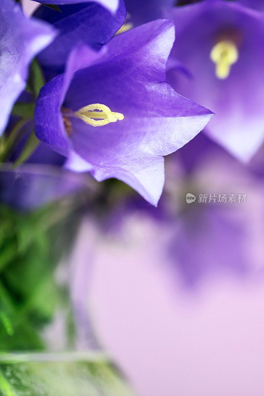 蓝铃花(风铃花)特写与复制空间